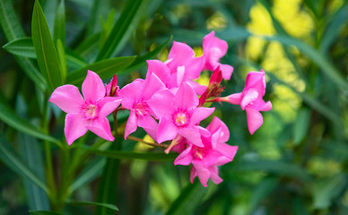 Nice yellow oleander in the garden