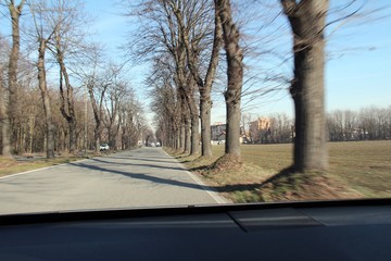 The tree-lined road taken from the car