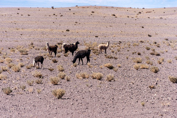 Domesticated Llamas Calama Chile