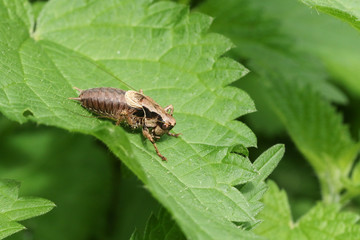 A Dark bush-Cricket (Pholidoptera griseoaptera) perched on a leaf.	