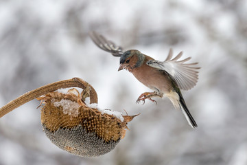 Fringuello in volo sotto la nevicata (Fringilla coelebs)