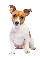 Portrait Jack Russell Terrier, sitting in front, isolated white background