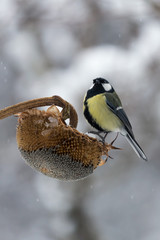 Cinciallegra prende un seme di girasole sotto la nevicata (Parus major)