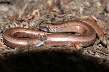 A Slow-worm (Anguis fragilis) curled up in the undergrowth warming up.