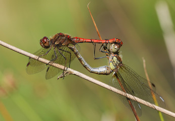 A mating pair of Common Darter Dragonfly (Sympetrum striolatum) perched on a reed.
