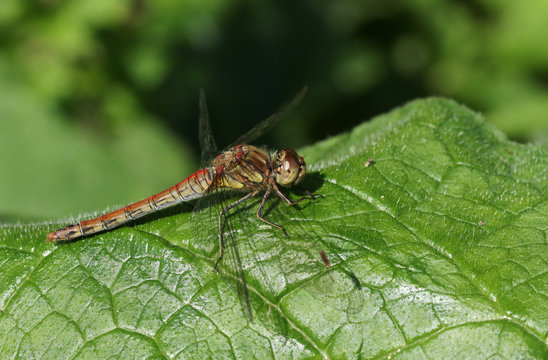 A Common Darter Dragonfly (Sympetrum striolatum) perched on a leaf.