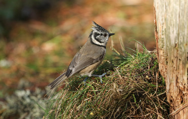 A rare Crested Tit (Lophophanes cristatus) searching for food on the forest floor in the Abernathy forest in the highlands of Scotland.