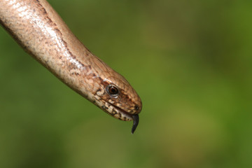 A head shot of a Slow-worm (Anguis fragilis) with its tongue poking out tasting the air.