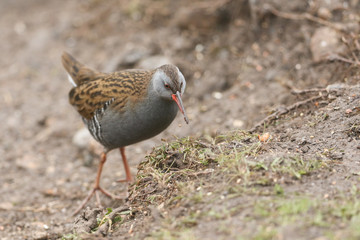 A stunning secretive Water Rail (Rallus aquaticus) searching for food along the bank of a lake.	