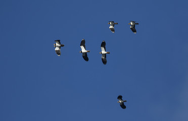 A flock of beautiful Lapwing,Vanellus vanellus, flying in the blue sky.