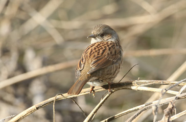 A pretty Hedge Sparrow, Prunella modularis, perched on a plant stem.	