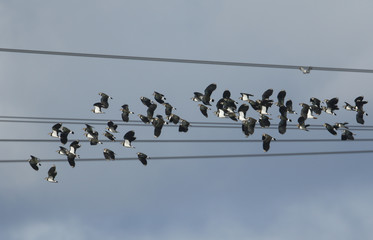 A flock of beautiful Lapwing, Vanellus vanellus, flying in the sky very close to overhead power...