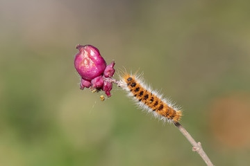 caterpillar on leaf