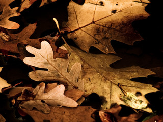 leaves fallen on the ground by autumn in a pond