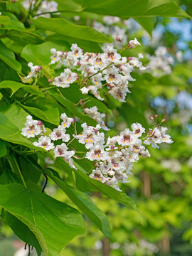 Bl&uuml;hender Bohnenbaum, Catalpa
