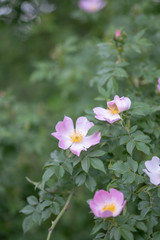 Rosa caninas Hundsrose in Blüte