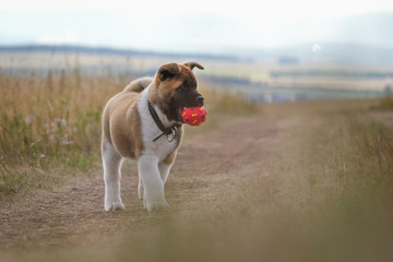 american akita puppy playing ball