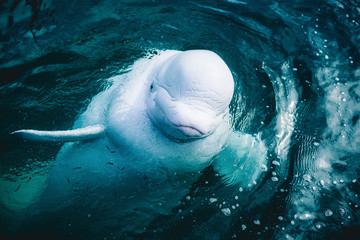 white whale