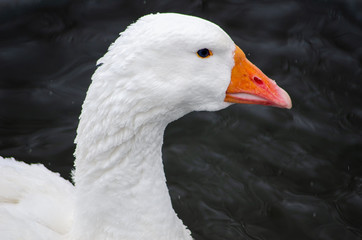 white head Goose