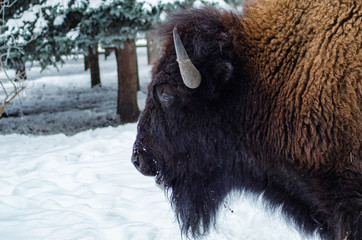 Wild european bison in the forest