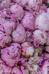 Fototapeta premium Elegant bouquet of a lot of peonies of pink color close up. Beautiful flower for any holiday.