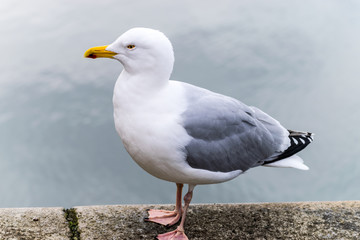 Seagull on Albert Dock