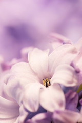 Naklejka na ściany i meble Hyacinthus flowers close up,