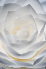 Detail of Camelia flower