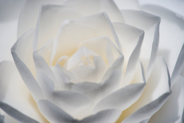 Detail of Camelia flower