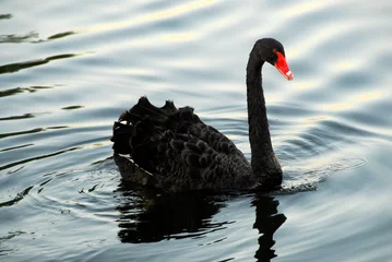 Foto op Aluminium black swan © Carmela