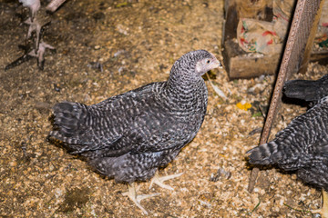 Spicy lively chicken in the shed in the village.