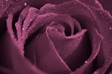Closeup of a beautiful purple rose and rain drops on rose petals.