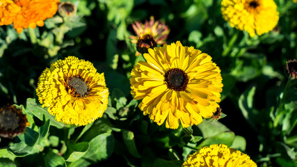Yellow Calendula Flowers