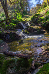 river in the forest