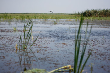 Danube Delta canals