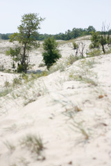 Danube Delta sand dunes