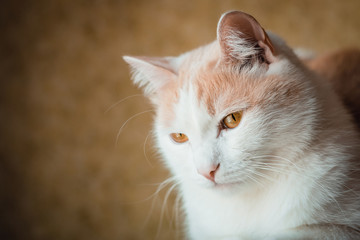 Portrait of a white-red cat