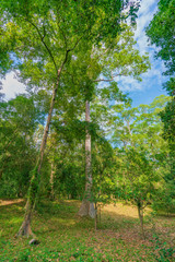 東南アジアの森