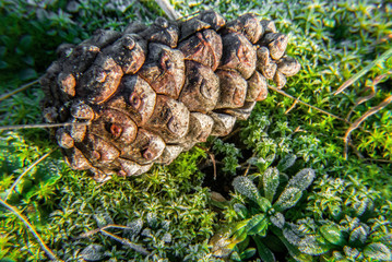 piękna szyszka, makro