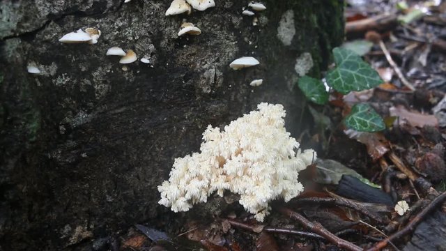 Hedgehog fungus (HerГ&shy;cium coralloГ&shy;des) in dry subtropical forest of Northern Black sea region (Crimea). Fruit body of fungus resembles branch of coral. Young mushroom as white