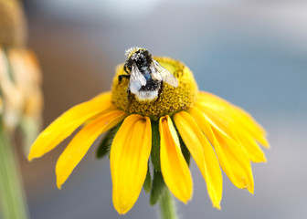 Biene hinten bee behind yellow flower gelbe Blume