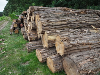 Holzstapel