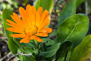 Piękny żółty kwiat