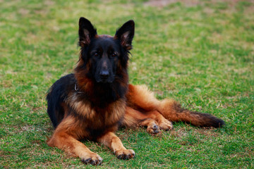 Dog breed German Shepherd