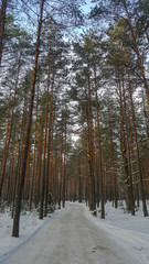forest in winter