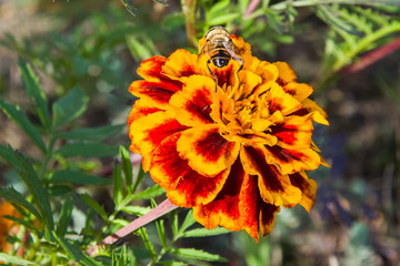 Piękny żółty kwiat i pszczoła