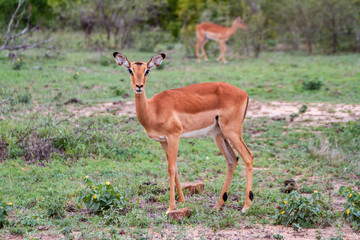 Impala / Antilope schaut freundlich in die Kamera
