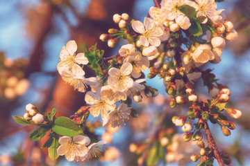 Cherry blossom, spring outdoor background