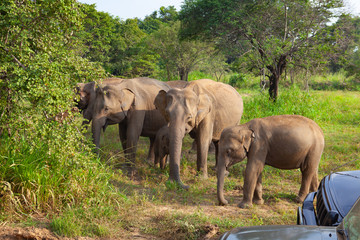 Wild elephants eating grass, Hurulu Eco Park, Sri Lanka.