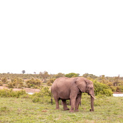 Naklejka na ściany i meble Elefant im Kruger National Park mit großem, weißem Copyspace